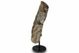 Polished Fossil Theropod Rib Section w/ Metal Stand - Gembone #294837-2